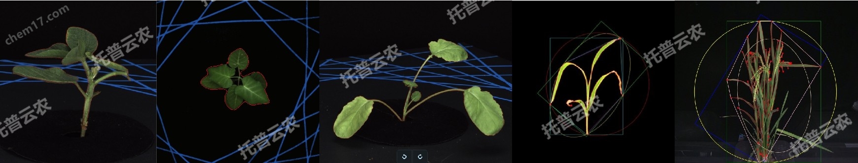 盆栽植物二维数字表型采集分析系统